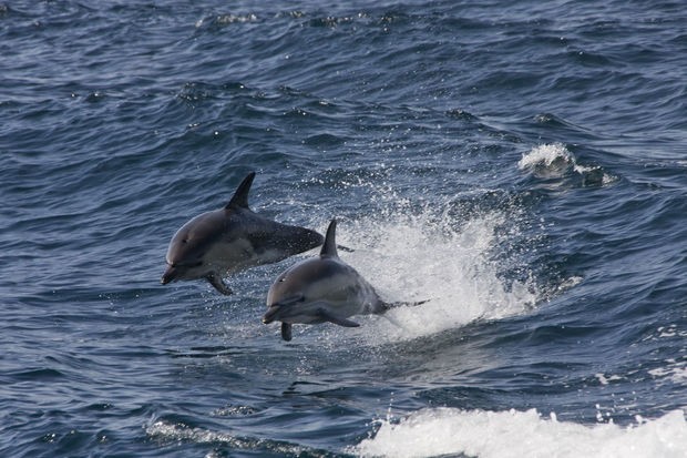 Britaniyada delfinlərin quş qripi virusundan öldüyü məlum olub - FOTO